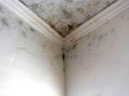 Forensic Mold Investigation in China, TX