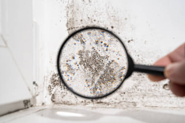 Best Commercial Mold Inspection  in China, TX